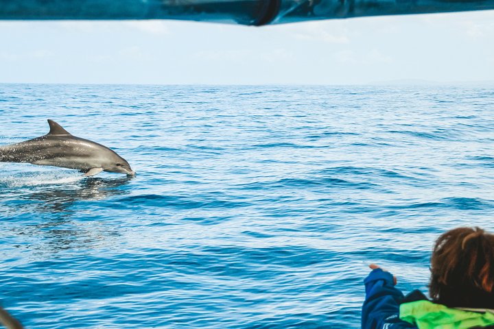 Cruise with Dolphins in Byron Bay - Accommodation Yamba